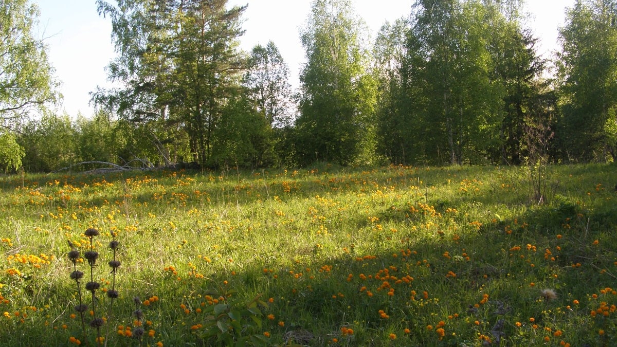 a grassy field with lots of flowers and trees in the background